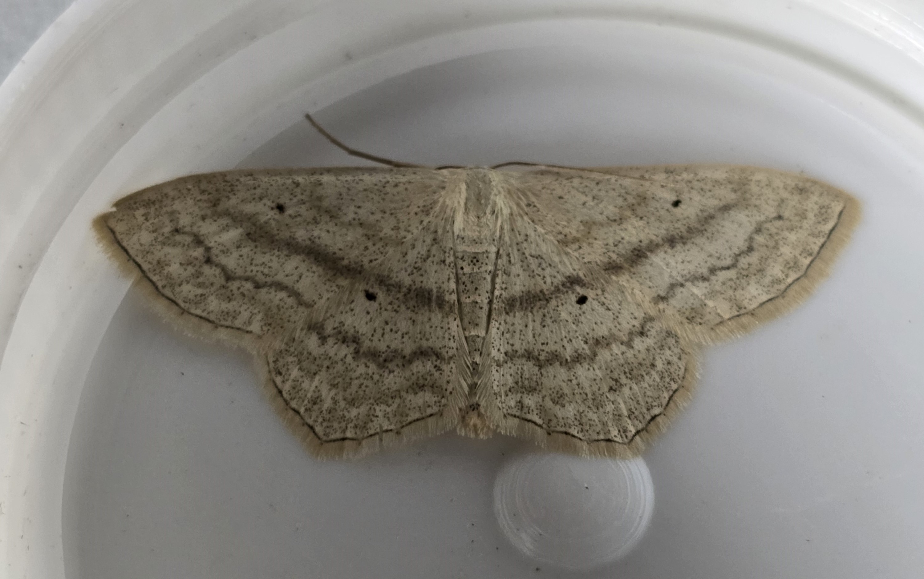 Photo of Sub-angled Wave (Scopula nigropunctata)